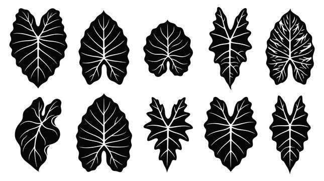 Tropical Alocasia Elephant Ear Leaves Black  White Glyphs - Nature, Botany  Gardening Icons Set