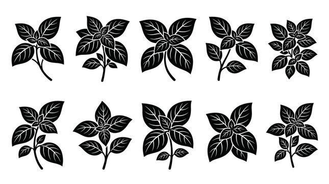 Food and Cooking Black  White Glyph Vector Icon Set of Fresh Basil Leaves and Sprigs
