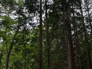 Fototapeta premium 初夏に枝を勢いよく伸ばしたヒノキ林