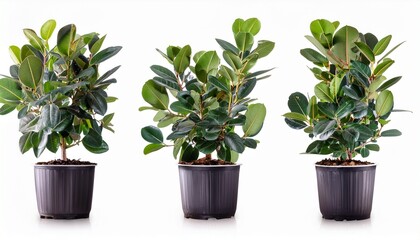 Fototapeta premium Ficus Lyrata Houseplant In Plant Pot Isolated On White Transparent Background Design Element Cut Out Object Collection