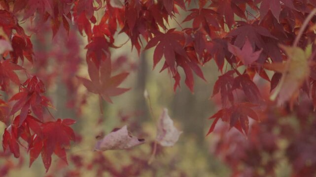 Beautiful fall leaves. Red maple leaf against blurred movement. Fall leaves in the park. Autumn fall leaves of maple trees. Maple leaves in autumn forest.