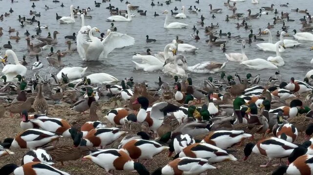 Winter in England on nature reserve with birds on the water ducks swans and geese feeding in large numbers looking for food UK 4K