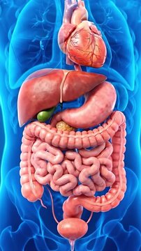 Human internal organs and digestive system 3D model. Suitable for medical education, scientific presentation, biology video, and healthcare report.