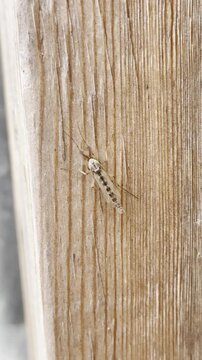 non biting midge, chironomid midge, lake fly insect, blind mosquito bug, mosquito looking bug, bug that looks like mosquito but does not bite, small flying bug on wood, midge fly, midge insect close u