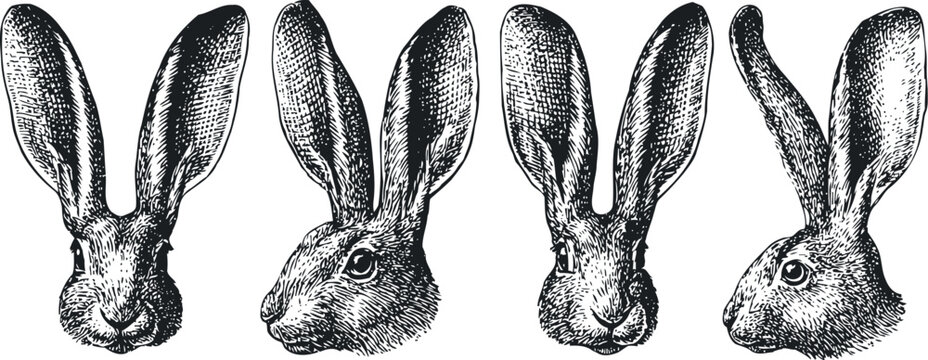 Vintage engraving set of hare heads in different angles with detailed fur texture