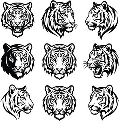 Tiger head vector mascot collection featuring black linear wild cat portraits roaring predator profile views and aggressive wildlife sports logo emblems © Rakib