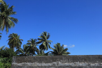 Fototapeta premium Coconut trees from a high angle view during the day, coconut trees against a bright blue sky. Indonesian nature