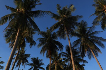 Fototapeta premium Coconut trees from a high angle view during the day, coconut trees against a bright blue sky. Indonesian nature