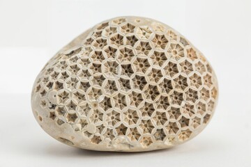 Obraz premium A single fossilized coral stone featuring a detailed hexagonal honeycomb pattern, isolated on a white background, for geological study