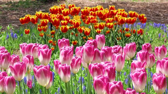 百合が原公園のチューリップ