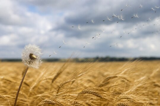 Strong wind blows through a golden wheat field, dispersing gray dandelion seeds.