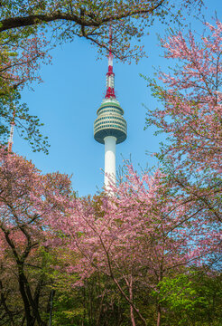 N Seoul Tower is a Seoul landmark that tourists must visit. Spring is a beautiful season. With cherry blossoms in full bloom, Seoul, South Korea.