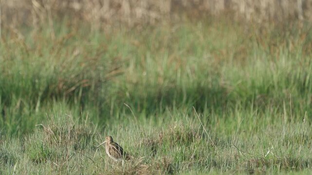 Common snipe (Gallinago gallinago). The bird sits in the grass. Wildlife.