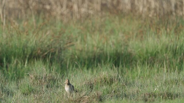Common snipe (Gallinago gallinago). The bird sits in the grass. Wildlife.