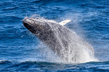Humpback Whale breaching off the East Australian coast © Ken Griffiths