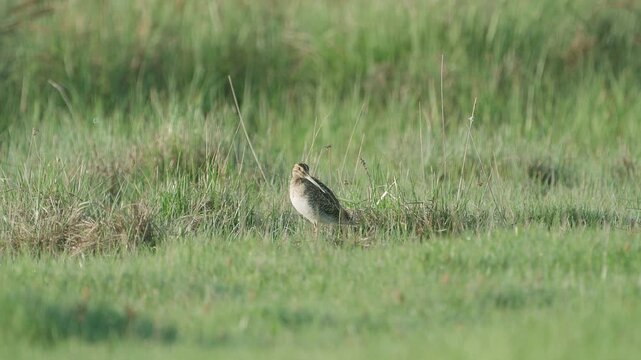 Common snipe (Gallinago gallinago). The bird sits in the grass. Wildlife.