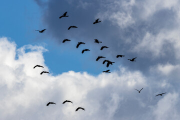 Flock of Australian Yellow-tailed Black cockatoo's in flight © Ken Griffiths