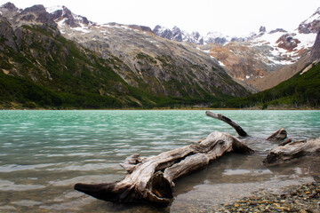 a fallen branch on Laguna Esmeralda, Ushuaia, Argentina © Ricardo