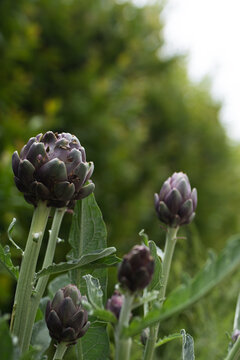 Artichoke