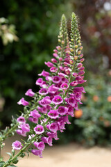 Fototapeta premium Foxgloves