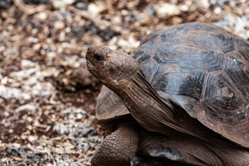 Obraz premium Juvenile Galapagos Giant Tortoise Portrait