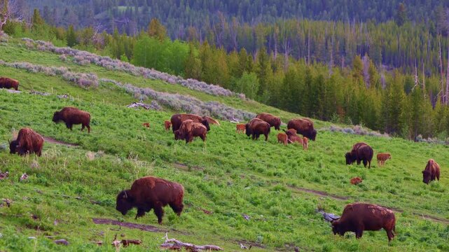 Young American bison calves stand together in Lamar Valley of Yellowstone National Park