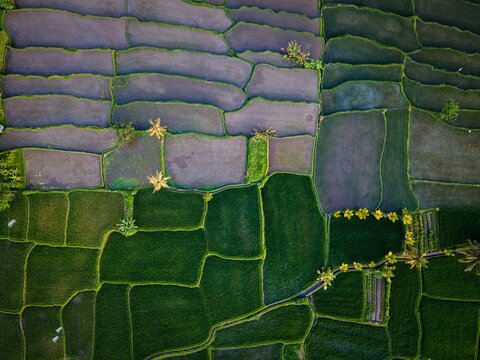 Aerial view of vibrant green and dark purple rice paddies with geometric patterns and palm trees in Kuta Lombok, West Nusa Tenggara, Indonesia.