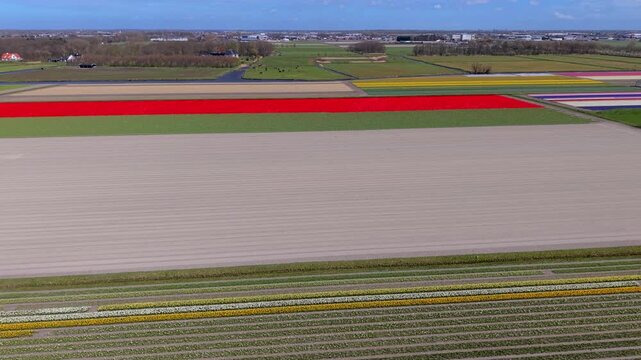 Aerial view of colorful tulip and daffodil flower fields in the Netherlands. Drone landscape of vibrant red, yellow, and white spring flower plantations on agricultural farmlands, panorama.