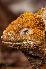 Fototapeta premium Galapagos Land Iguana Resting on Volcanic Terrain