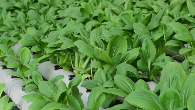 Green Vegetable Farm Growing Fresh in Hydroponic System