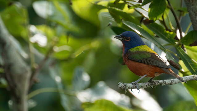 Nature's Nonpareil: The Painted Bunting 