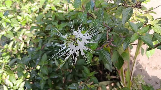 Close Up of Cat's Whiskers Flower Swaying in Tropical Garden