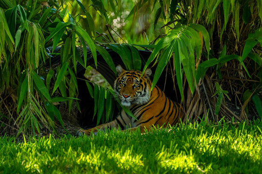 The sumatran tiger rests inside the shaded tunnel shelter surrounded by dense green bamboo leaves mimicking the wild jungle.