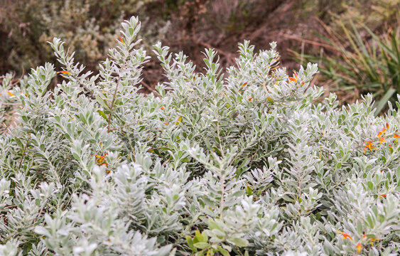 A shrub featuring soft, lance-shaped silver-grey and light green foliage.