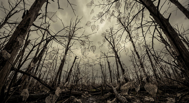 Low angle view of a dead forest with delicate white skeleton leaves hanging on dry branches under a gloomy sky