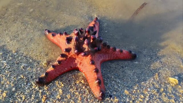 Knobbly sea star or protoreaster nodosus aka chocolate chip sea star with dark, conical knobs on its body. The starfish is found in the Indo-West Pacific region and typically inhabits intertidal zones