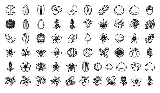 Professional Nut and Seed Vector Line Icon Collection with Walnut Almond Pecan and Botanical Symbols