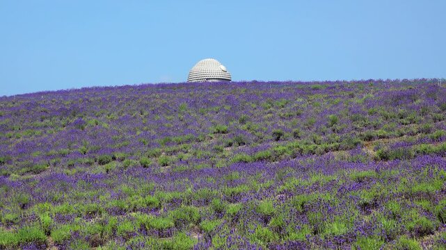 頭大仏とラベンダー