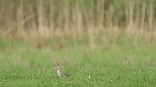 Northern Lapwing (Vanellus vanellus) standing in green grass. Wildlife. Slow motion