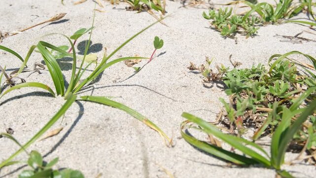 Coastal Plants Swaying on Sandy Beach in Natural Seaside Habitat