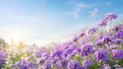 Obraz premium Purple Verbena Flowers in a Sunny Field under a Clear Blue Sky