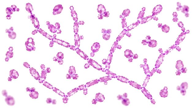 Candida albicans PAS Stain Microscopy Showing Budding Yeast Cells and Pseudohyphae on White Background