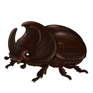 Oryctes rhinoceros