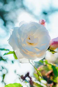 rosa blanca con desenfoque de fondo