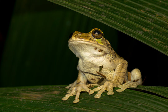 Masked tree frog (Smilisca phaeota) sitting under a green leaf at night in Costa Rica