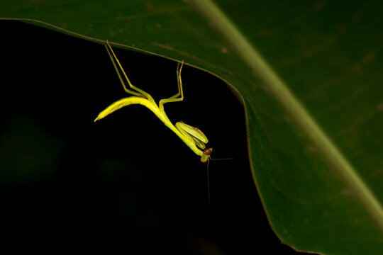 Bright yellow praying mantis (Mantodea) hanging under a green leaf at night in Costa Rica
