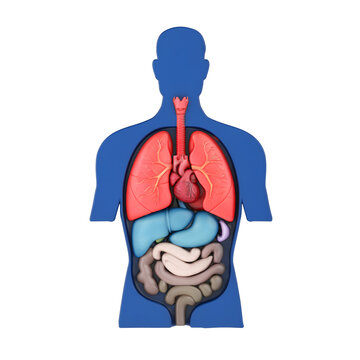 Human Anatomy Concept. Male Torso With Visible Internal Organs, Lungs, Heart, Liver And Intestines. 3d Rendering