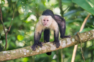 Front view of a White-faced capuchin (Cebus capucinus) standing on a branch looking at camera in Costa Rica © Thorsten Spoerlein
