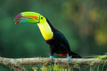 Keel-billed toucan (Ramphastos sulfuratus) portrait against a blurred rainforest background in Costa Rica © Thorsten Spoerlein