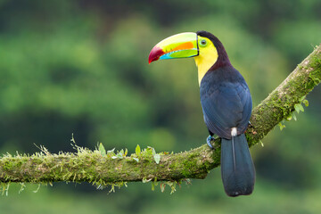 Keel-billed toucan (Ramphastos sulfuratus) portrait against a blurred rainforest background in Costa Rica © Thorsten Spoerlein